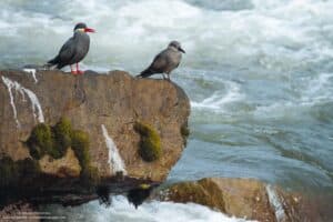 Inca Tern - Wild Andes Birding Tours, Lima