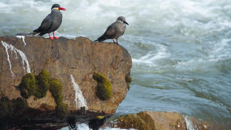 Inca Tern - Wild Andes Birding Tours, Lima