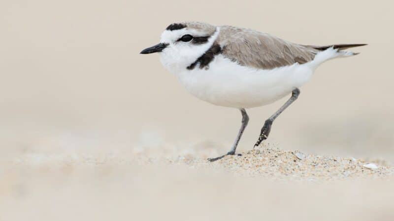 Snowy Plover - Wild Andes Tours, Lima
