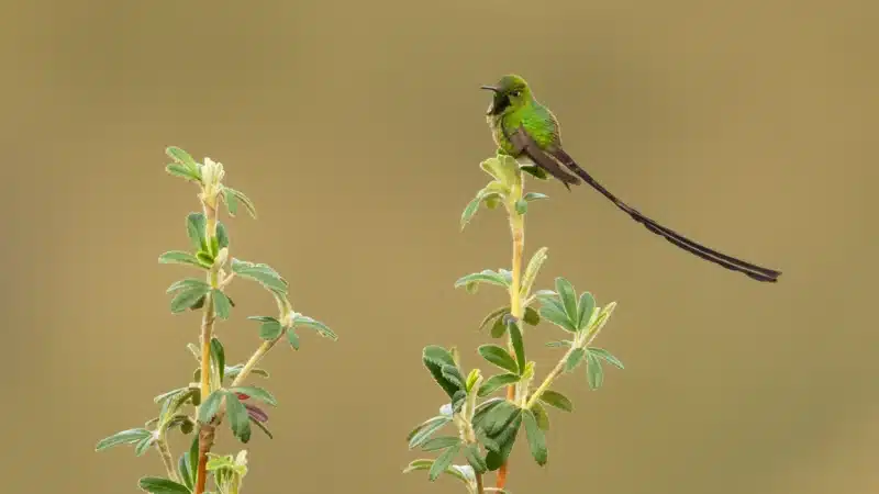 Birdwatching tour Lima Peru - Wild Andes Tours